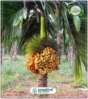 Seeds : Betel-Nut Or Supari Plant Seeds Economy Gardening Plant Seeds
