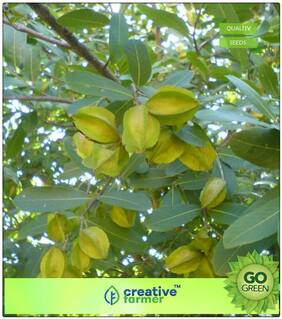 Seeds : Birth Star Tree Seeds: Terminalia Arjuna Seeds Tree Seeds Premium Economy Kitchen Garden Plant Seeds