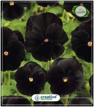 Seeds : Black Colour Panther In Pot Ornament Plants Seeds Economy Gardening Plant Seeds