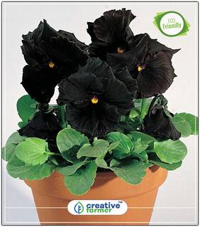 Seeds : Black Colour Panther In Pot Plants Seeds Decorative Economy Gardening Plant Seeds