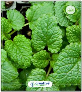 Seeds : Blue Balm Herb Seeds For Planting Economy Gardening Plant Seeds