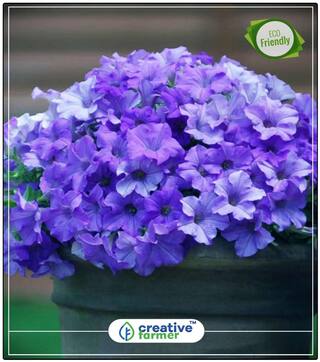 Seeds : Blue Fix Trailing Petunia Summer Seeds Flower Hybrid Economy Gardening Plant Seeds