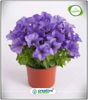 Seeds : Blue Petunia Trailing Hanging Summer Flower Seeds In India Economy Gardening Plant Seeds