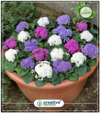 Seeds : Blueweed Plant Seeds For Garden Economy Gardening Plant Seeds