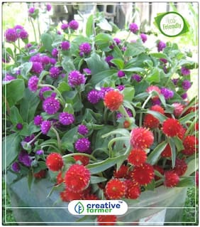 Seeds : Botam Phul Gnome Gomphrena Flower Seeds For Rainy Season Economy Gardening Plant Seeds