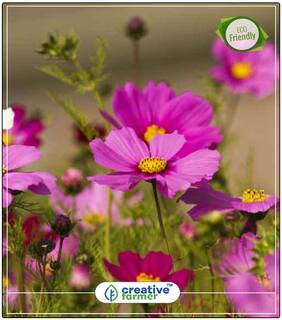 Seeds : Bright Lights Mixed Colors Cosmos Plant For Balcony Economy Gardening Plant Seeds