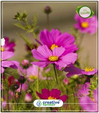 Seeds : Bright Lights Mixed Colors Cosmos Plant For Balcony Economy Gardening Plant Seeds