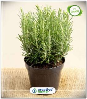 Seeds : British Herb Rosemary Mint Family Herb Seeds For Kitchen Garden Economy Gardening Plant Seeds