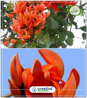 Seeds : Butea Medicinal Plant Seeds Of Any Garden Flowering Plant Economy Gardening Plant Seeds