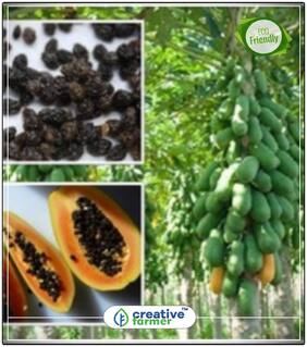Seeds : Carica Papaya Plant Seeds For Growing Economy Gardening Plant Seeds