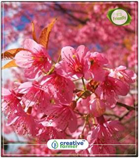 Seeds : Cherry Tree Seeds Flower Tree Seeds Economy Gardening Plant Seeds