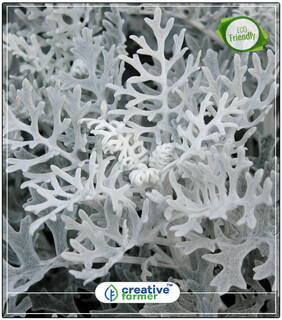 Seeds : Cineraria Plants Seeds Seeds For Gardening Economy Gardening Plant Seeds