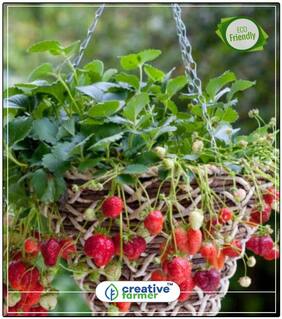 Seeds : Climbing Strawberry Seeds Herb Seeds For Kitchen Garden Economy Gardening Plant Seeds
