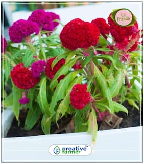 Seeds : Cockscomb - Onam Pookalam Plant Flower Seed For All Season Economy Gardening Plant Seeds