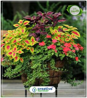 Seeds : Coleus Succulent Evergreen Perennial Ornament Plants Seeds Economy Gardening Plant Seeds