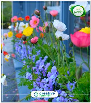 Seeds : Corn Poppy Flowering Plant Seeds Economy Gardening Plant Seeds