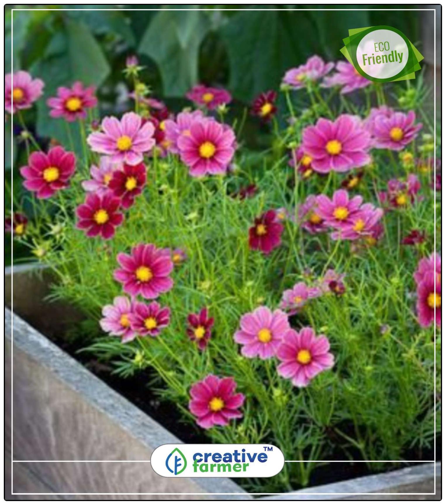https://assetscdn1.paytm.com/images/catalog/product/H/HO/HOMSEEDS-COSMOSCREA887475D2FEC38/1563113111794_0..jpg