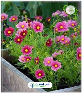 Seeds : Cosmos For Pots Plant Seeds For Pots Economy Gardening Plant Seeds