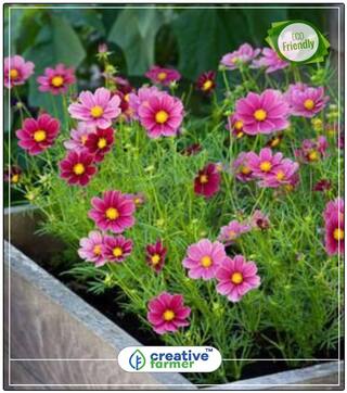 Seeds : Cosmos For Pots Plant Seeds For Pots Economy Gardening Plant Seeds