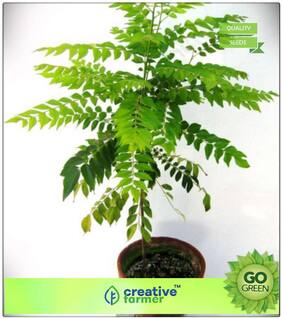 Seeds : Curry Leaf Tree - Small Or Medium Sized Tree Seeds Seeds Plant Seeds Premium Economy Kitchen Garden Plant Seeds