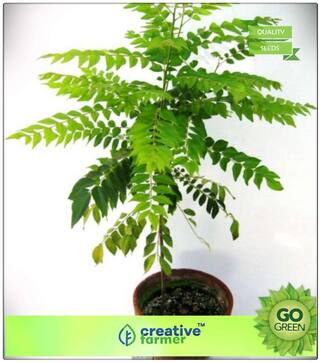 Seeds : Curry Leaf Tree - Small Or Medium Sized Tree Seeds Seeds Plant Seeds Premium Economy Kitchen Garden Plant Seeds