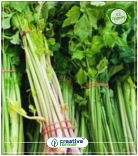 Seeds : Cutting Or Soup Celery. Chinese Kintsai Herb Seeds For Home Garden Economy Gardening Plant Seeds