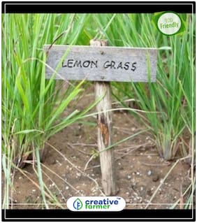 Seeds : Cymbopogon Citratus (Lemon Grass) Family: Poaceae (Grass Family) Herb Seeds For Planting Economy Gardening Plant Seeds