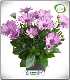 Seeds : Daisybushes Summer Seeds Of Flowers Economy Gardening Plant Seeds