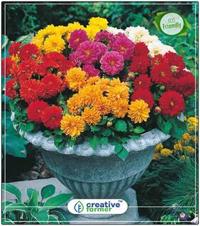 Seeds : Dalia Seeds -Dwart For Pots Flower Seeds For All Season Economy Gardening Plant Seeds