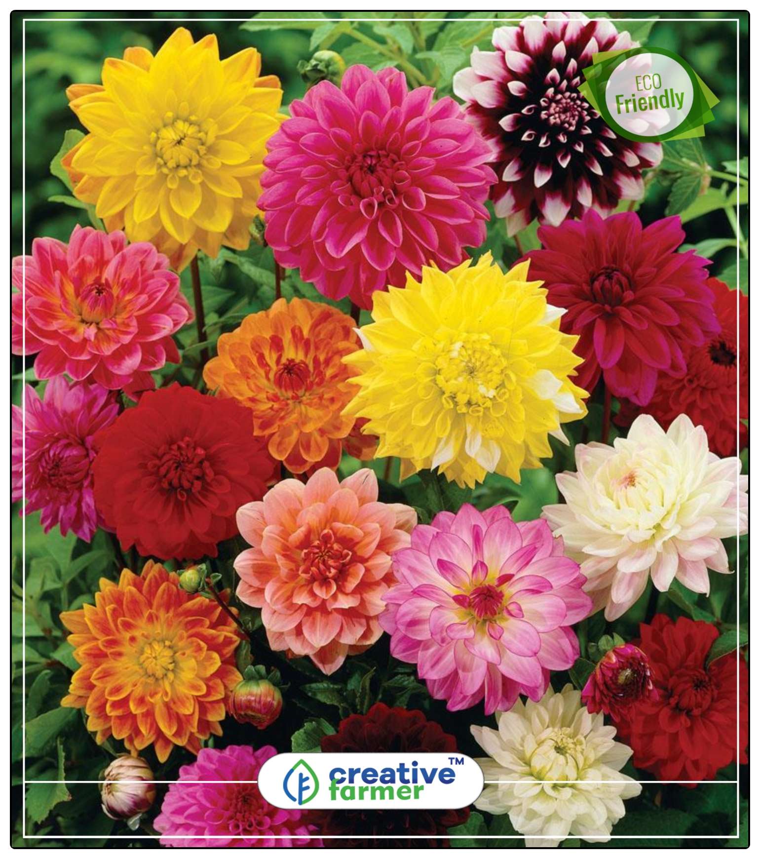 Buy Seeds Dalia Seeds Dwart For Pots Flower Seeds India Economy