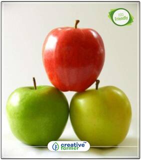 Seeds : Deciduous Tree Apple For Tropical Regions Fruit Seeds Economy Gardening Plant Seeds