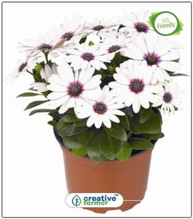 Seeds : Deep Purple African Daisy Summer Flower Seeds Kit Economy Gardening Plant Seeds