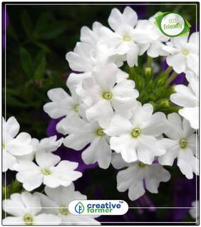 Seeds : Devil'S Bane White Plant Seeds For Garden Economy Gardening Plant Seeds