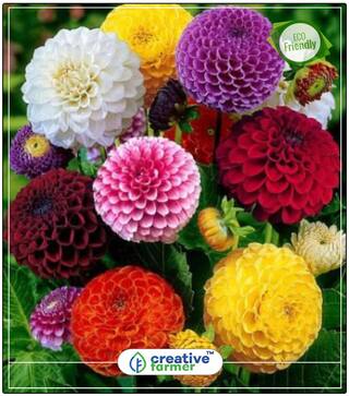 Seeds : Dhalia Seeds - Pot Variety Kitchen Garden Seeds For Summer Season Economy Gardening Plant Seeds