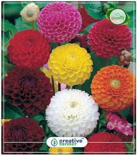 Seeds : Dhalia Seeds - Pot Variety Flower Seeds Mix Economy Gardening Plant Seeds