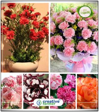 Seeds : Dianthus Flower Flower Seed Combo Pack Economy Gardening Plant Seeds