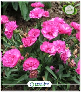 Seeds : Dianthus Carnation Flower Seeds Hybrid Economy Gardening Plant Seeds