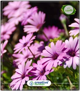Seeds : Dimorphotheca Plant Seeds Organic Economy Gardening Plant Seeds