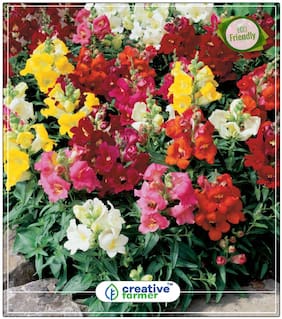 Seeds : Dog Flower Gardening Seeds Economy Gardening Plant Seeds