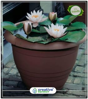 Seeds : Double Pink Lotus / Waterlilly Flower Seeds - Kamal Nelumbo Nucifera Flower Seeds For All Season India Economy Gardening Plant Seeds