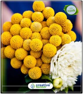 Seeds : Drum Stick-Globosa Yellow Plants Seeds For Mini Pots Economy Gardening Plant Seeds