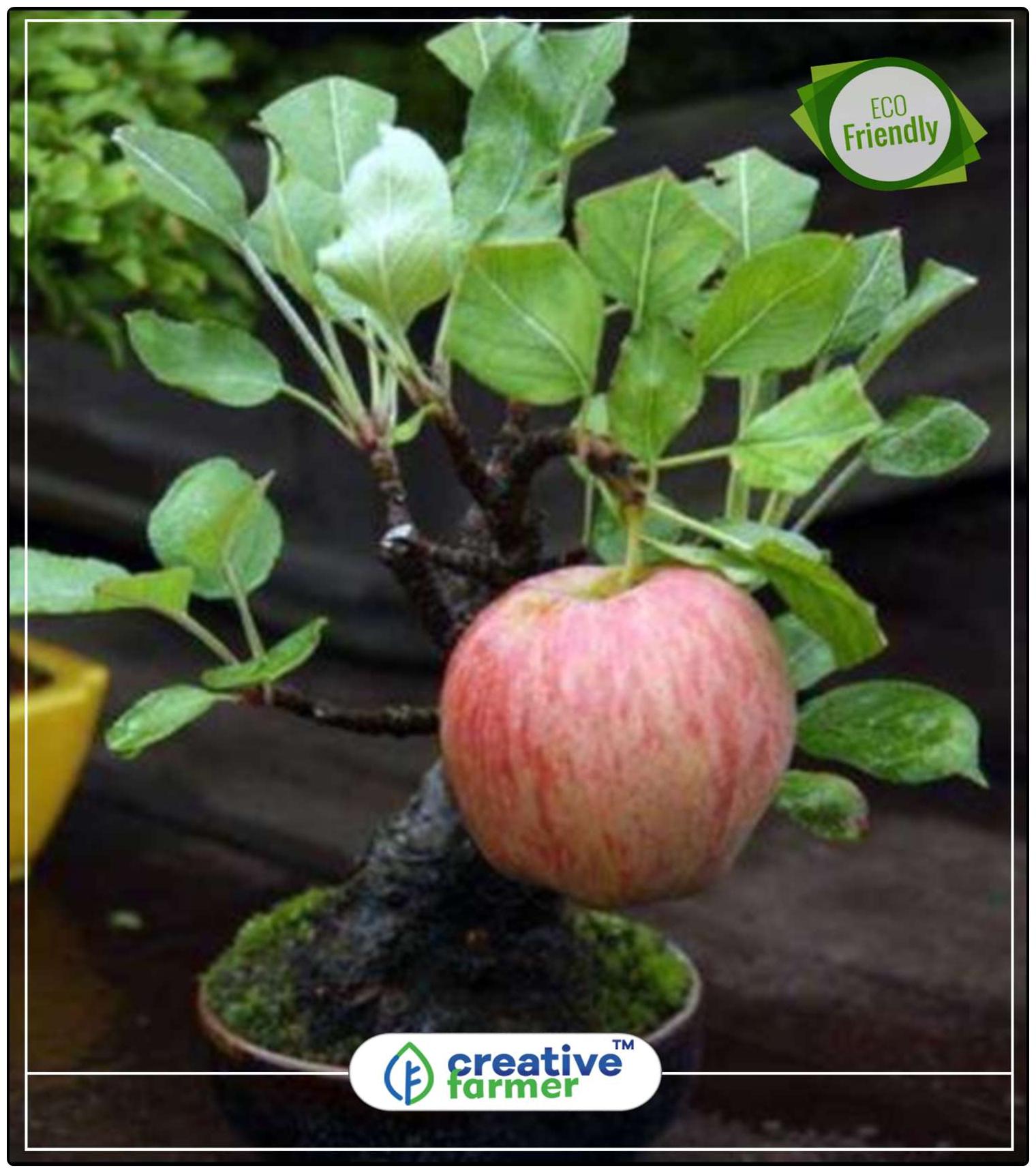 https://assetscdn1.paytm.com/images/catalog/product/H/HO/HOMSEEDS-DWARF-CREA887476272673C/1563113038551_0..jpg