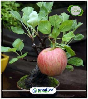Seeds : Dwarf Apple Tree Seeds Home Garden Yard Outdoor Living Fruit Plant Seeds Economy Gardening Plant Seeds