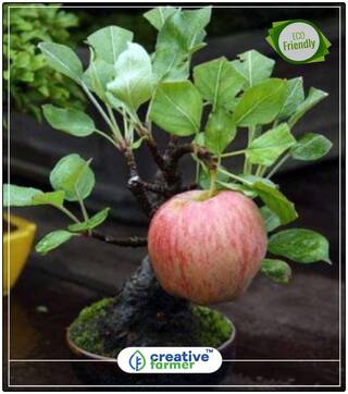 Seeds : Dwarf Apple Tree Seeds Home Garden Yard Outdoor Living Fruit Plant Seeds Economy Gardening Plant Seeds