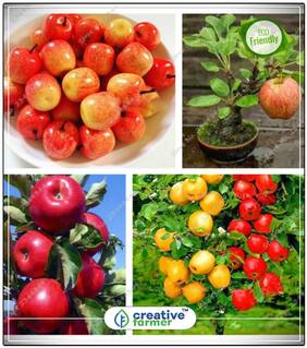 Seeds : Dwarf Apple Fruitseeds Plant For Kitchen Fruit Plant Seeds Economy Gardening Plant Seeds