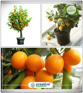 Seeds : Dwarf Orange Plant Tangerine Orange Fruit Plant Seeds 10 Seeds Fruit Seeds For Kitchen Garden Fruit Seeds Garden Pack Fruit Bonsai Seeds Economy Gardening Plant Seeds