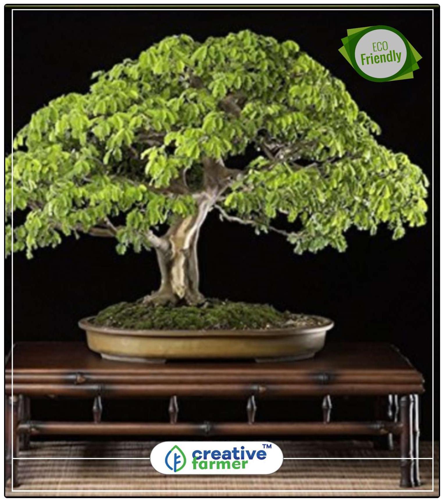 https://assetscdn1.paytm.com/images/catalog/product/H/HO/HOMSEEDS-ENTEROCREA887472006E52B/1563036605513_0..jpg