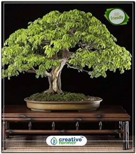 Seeds : Enterolobium Saman Flowering Tree Economy Gardening Plant Seeds