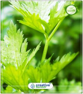 Seeds : European Cutting Celery Herb Seeds For Home Garden Economy Gardening Plant Seeds