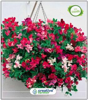 Seeds : Everlasting Pea Vine Flower Seed Rain Economy Gardening Plant Seeds